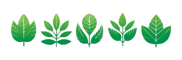 Green leaf icons set. Leaves icon on isolated background. Collection green leaf. Elements design for natural, eco, vegan, bio labels vector