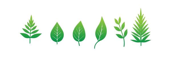 Green leaf icons set. Leaves icon on isolated background. Collection green leaf. Elements design for natural, eco, vegan, bio labels vector