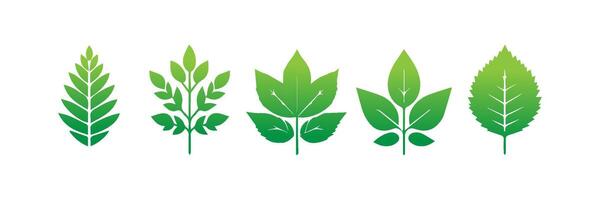 Green leaf icons set. Leaves icon on isolated background. Collection green leaf. Elements design for natural, eco, vegan, bio labels vector