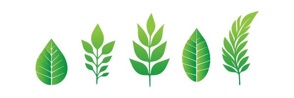 Green leaf icons set. Leaves icon on isolated background. Collection green leaf. Elements design for natural, eco, vegan, bio labels vector