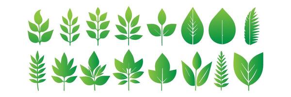Green leaf icons set. Leaves icon on isolated background. Collection green leaf. Elements design for natural, eco, vegan, bio labels vector