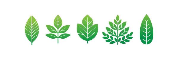 Green leaf icons set. Leaves icon on isolated background. Collection green leaf. Elements design for natural, eco, vegan, bio labels vector