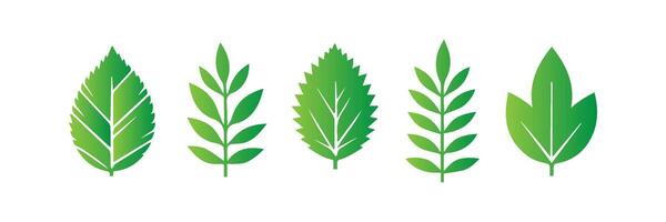 Green leaf icons set. Leaves icon on isolated background. Collection green leaf. Elements design for natural, eco, vegan, bio labels vector