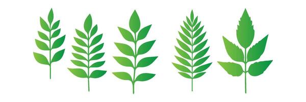 Green leaf icons set. Leaves icon on isolated background. Collection green leaf. Elements design for natural, eco, vegan, bio labels vector