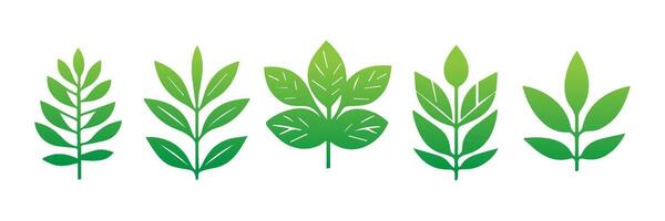Green leaf icons set. Leaves icon on isolated background. Collection green leaf. Elements design for natural, eco, vegan, bio labels vector