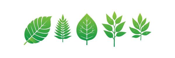 Green leaf icons set. Leaves icon on isolated background. Collection green leaf. Elements design for natural, eco, vegan, bio labels vector