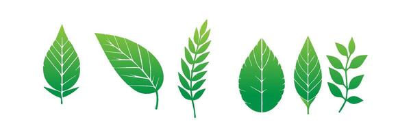 Green leaf icons set. Leaves icon on isolated background. Collection green leaf. Elements design for natural, eco, vegan, bio labels vector