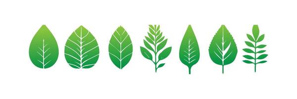 Green leaf icons set. Leaves icon on isolated background. Collection green leaf. Elements design for natural, eco, vegan, bio labels vector