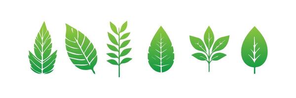 Green leaf icons set. Leaves icon on isolated background. Collection green leaf. Elements design for natural, eco, vegan, bio labels vector