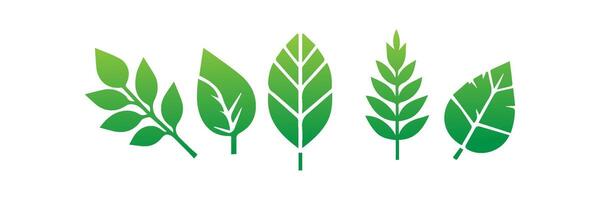 Green leaf icons set. Leaves icon on isolated background. Collection green leaf. Elements design for natural, eco, vegan, bio labels vector