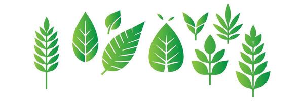 Green leaf icons set. Leaves icon on isolated background. Collection green leaf. Elements design for natural, eco, vegan, bio labels vector