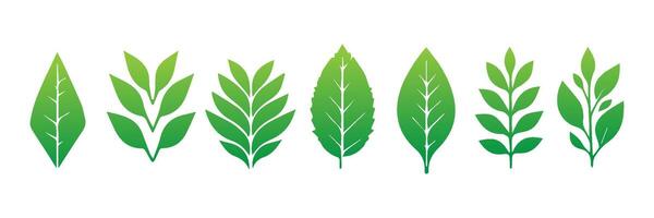 Green leaf icons set. Leaves icon on isolated background. Collection green leaf. Elements design for natural, eco, vegan, bio labels vector