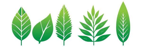 Green leaf icons set. Leaves icon on isolated background. Collection green leaf. Elements design for natural, eco, vegan, bio labels vector