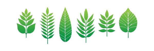 Green leaf icons set. Leaves icon on isolated background. Collection green leaf. Elements design for natural, eco, vegan, bio labels vector