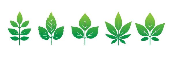 Green leaf icons set. Leaves icon on isolated background. Collection green leaf. Elements design for natural, eco, vegan, bio labels vector