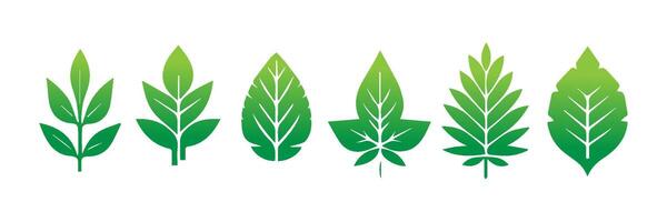 Green leaf icons set. Leaves icon on isolated background. Collection green leaf. Elements design for natural, eco, vegan, bio labels vector