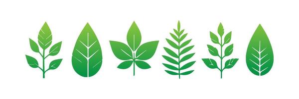 Green leaf icons set. Leaves icon on isolated background. Collection green leaf. Elements design for natural, eco, vegan, bio labels vector
