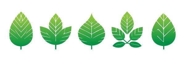 Green leaf icons set. Leaves icon on isolated background. Collection green leaf. Elements design for natural, eco, vegan, bio labels vector