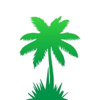 Green palm tree isolated on white background. Palm silhouette vector