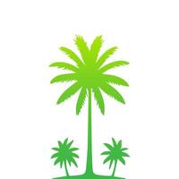 Green palm tree isolated on white background. Palm silhouette vector