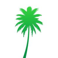 Green palm tree isolated on white background. Palm silhouette vector