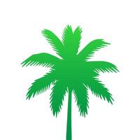 Green palm tree isolated on white background. Palm silhouette vector