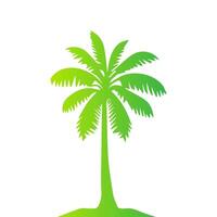Green palm tree isolated on white background. Palm silhouette vector