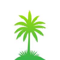 Green palm tree isolated on white background. Palm silhouette vector