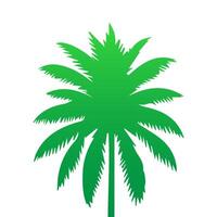 Green palm tree isolated on white background. Palm silhouette vector