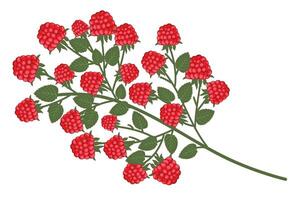 Ripe raspberry bush with leaves isolated on a white background. Natural summer fruits, illustration. Ingredient for juices, jams, yoghurts, compotes. Packaging design layout, marketing. vector