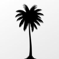 Black palm tree isolated on white background. Palm silhouette vector