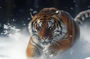 Tiger face running to hunt down prey in winter on snow. Snowfall climate blurred background photo
