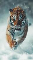 Tiger face running to hunt down prey in winter on snow. Snowfall climate blurred background photo