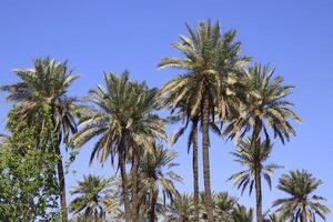 palm trees in iraq with blue sky photo