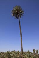 a tall palm tree stands in the middle of a desert with blue sky in iraq photo