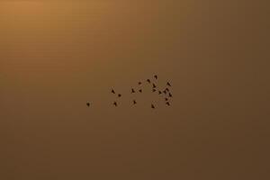 a flock of birds flying in the sky before sunset photo