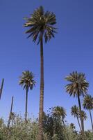 a group of palm trees in a field in iraq photo