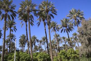 a large group of palm trees with blue sky in baghdad photo