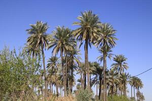 a group of palm trees with blue sky in iraq photo
