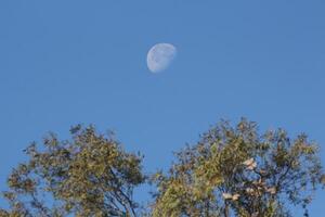 the moon is seen through the trees in a blue sky photo