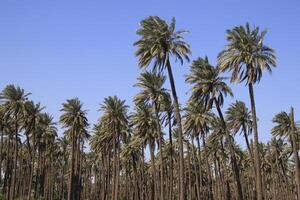 a large group of palm trees in iraq photo
