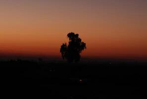 a lone tree stands in the middle of a field at sunset photo