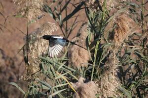 magpie bird flying over some tall grass photo