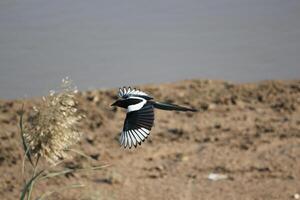 magpie bird flying over a body of water photo