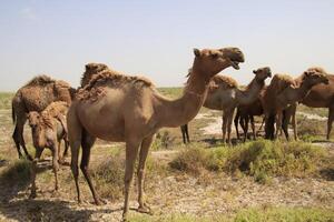 Camels roam the farmland with grass photo