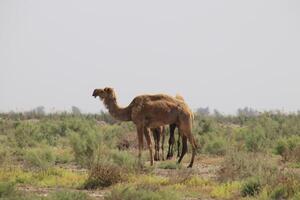two camels standing in the middle of a field photo