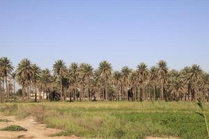 a field of tall palm trees in iraq photo