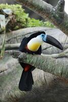 toucan standing on twig of tree photo