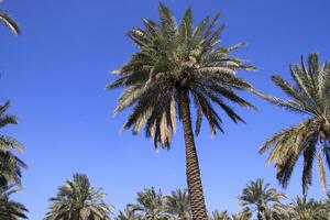 palm trees in the desert with blue sky in iraq photo