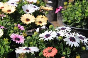 a bunch of flowers in a pot photo